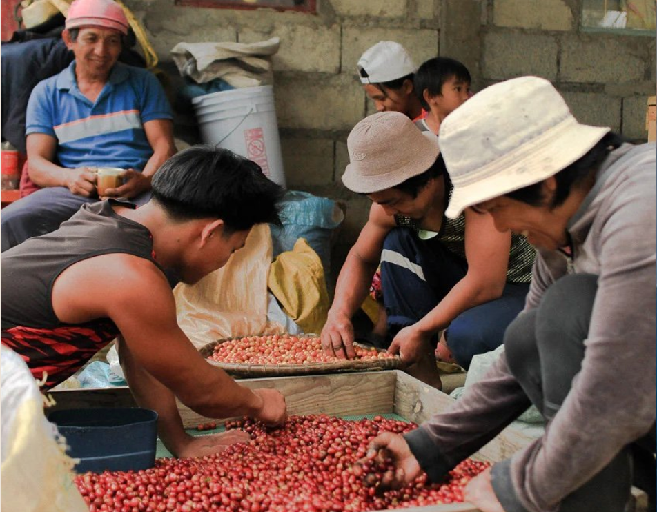 Akasya Kape Philippines Origin Coffee (Pack of 10)